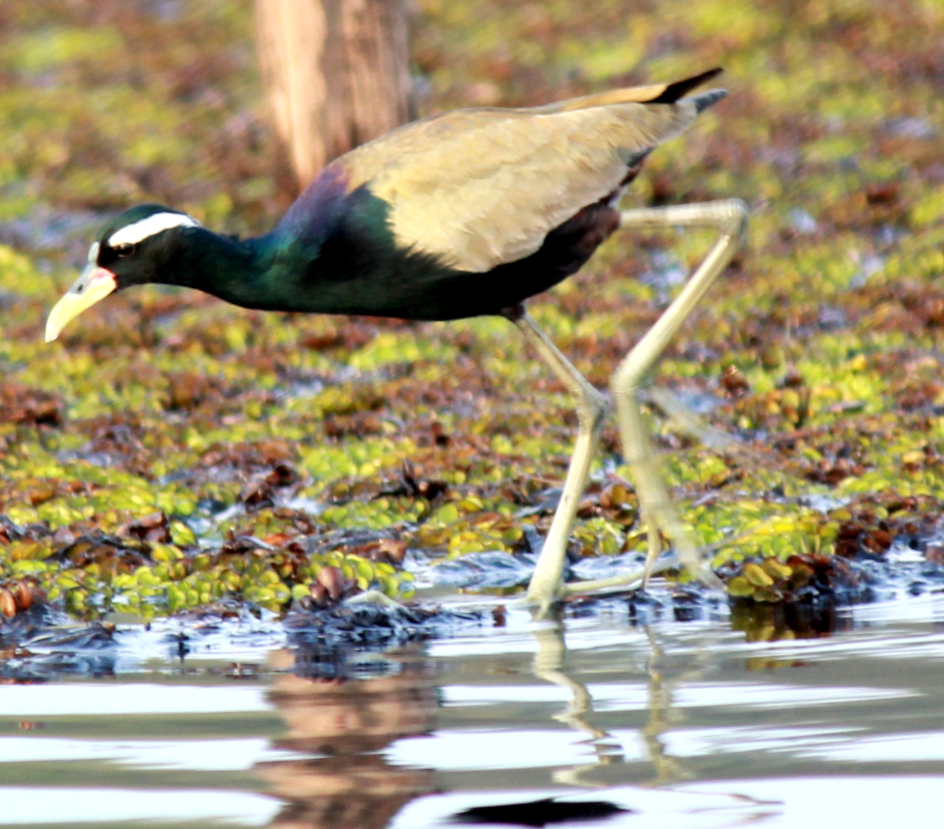 Bronze-winged Jacana
