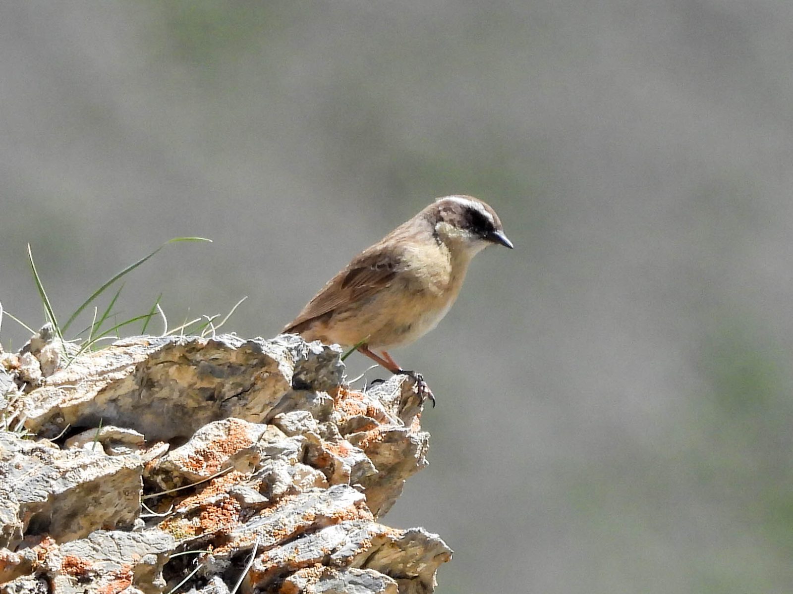 Brown Accentor