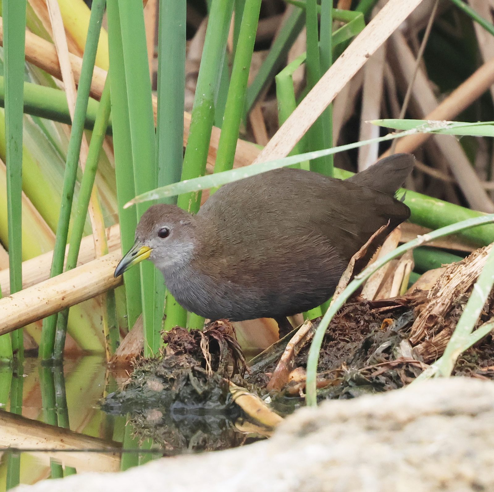 Brown Crake