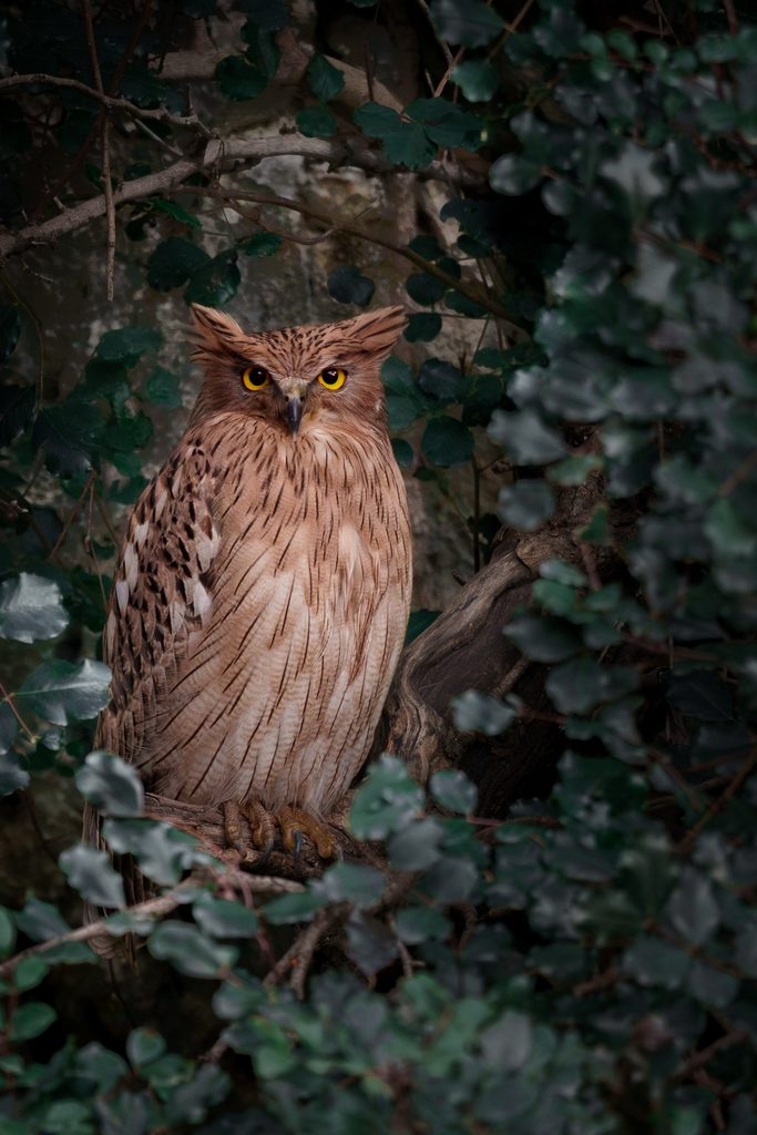 Brown Fish Owl
