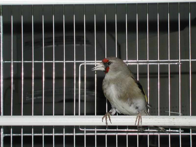 Grey-crowned Goldfinch