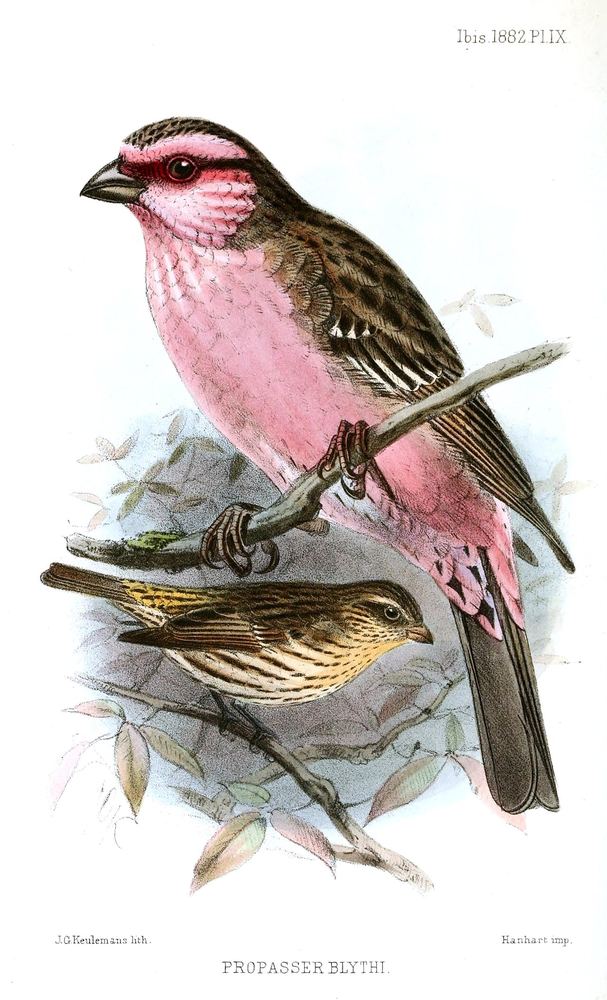 Himalayan White-browed Rosefinch