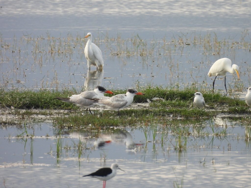Caspian Tern