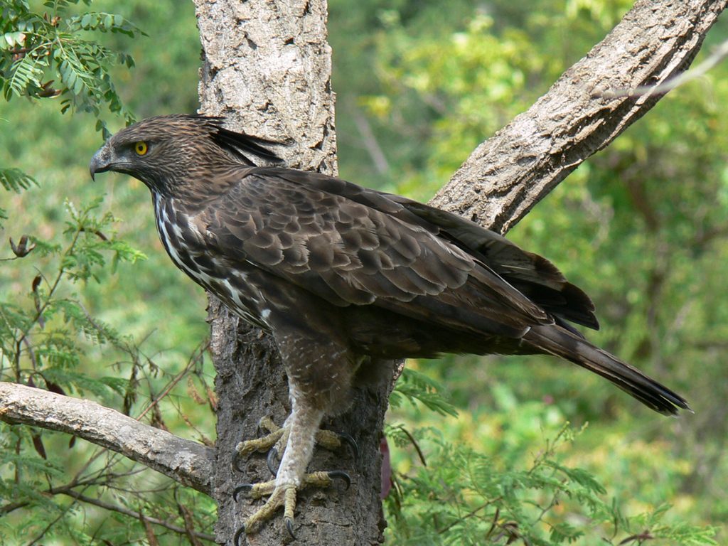 Changeable Hawk-Eagle