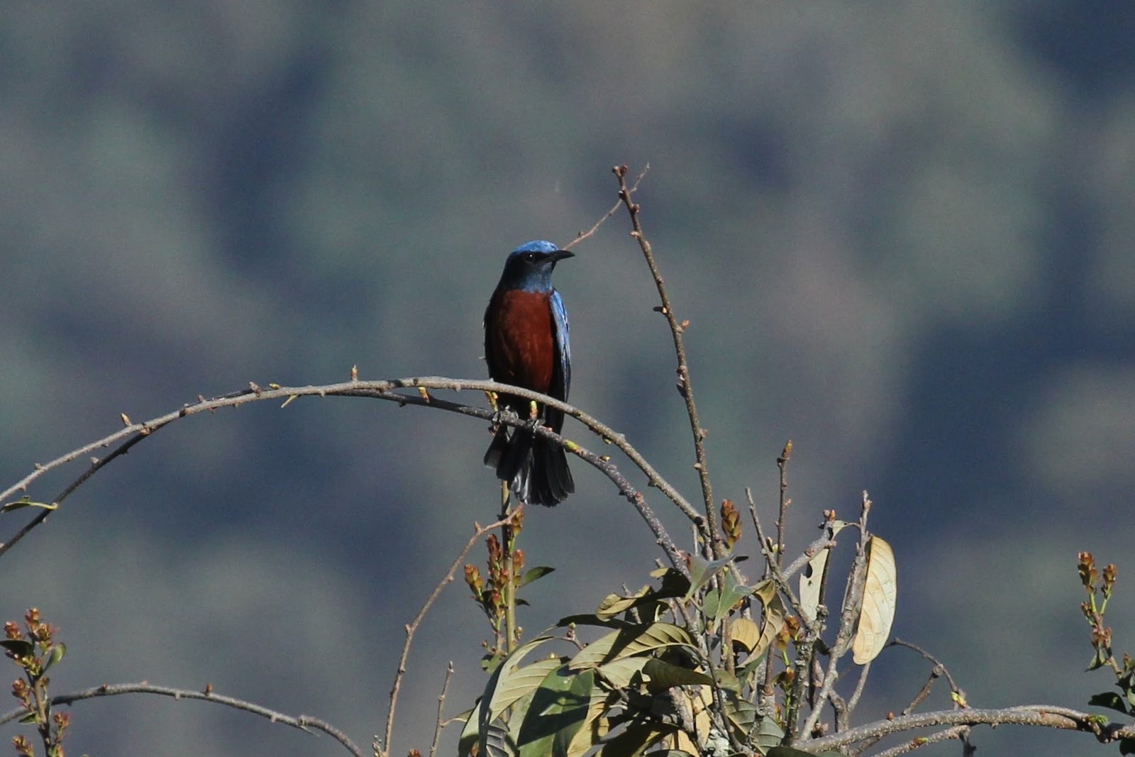 Chestnut-bellied Rock Thrush