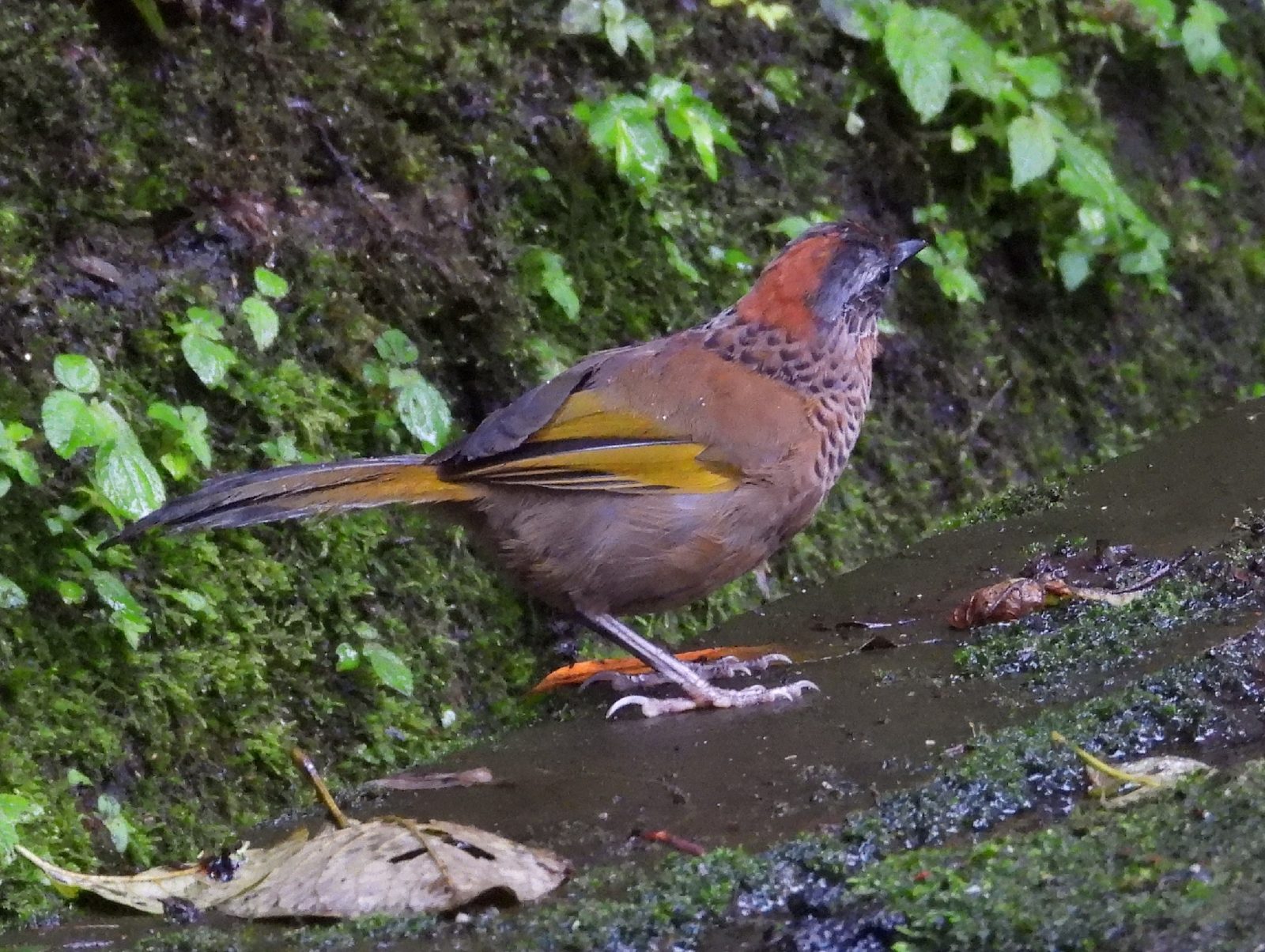 Chestnut-crowned Laughingthrush