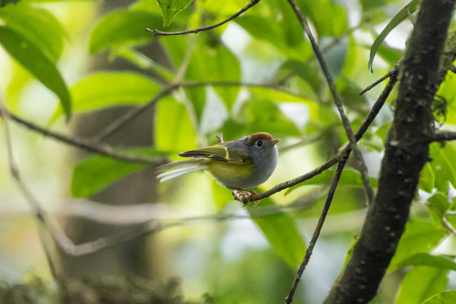 Chestnut-crowned Warbler
