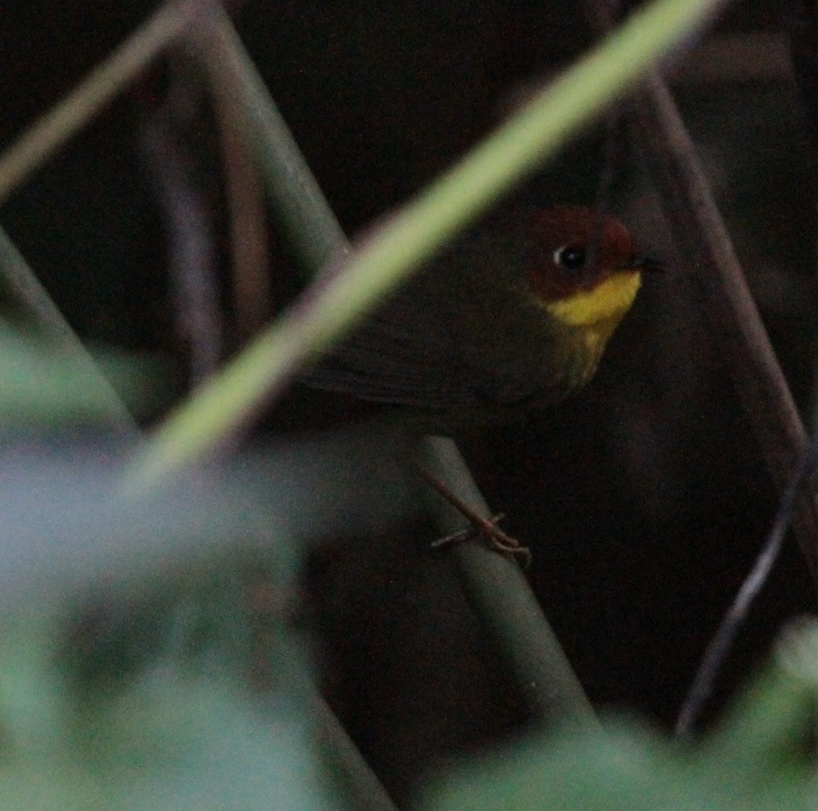 Chestnut-headed Tesia