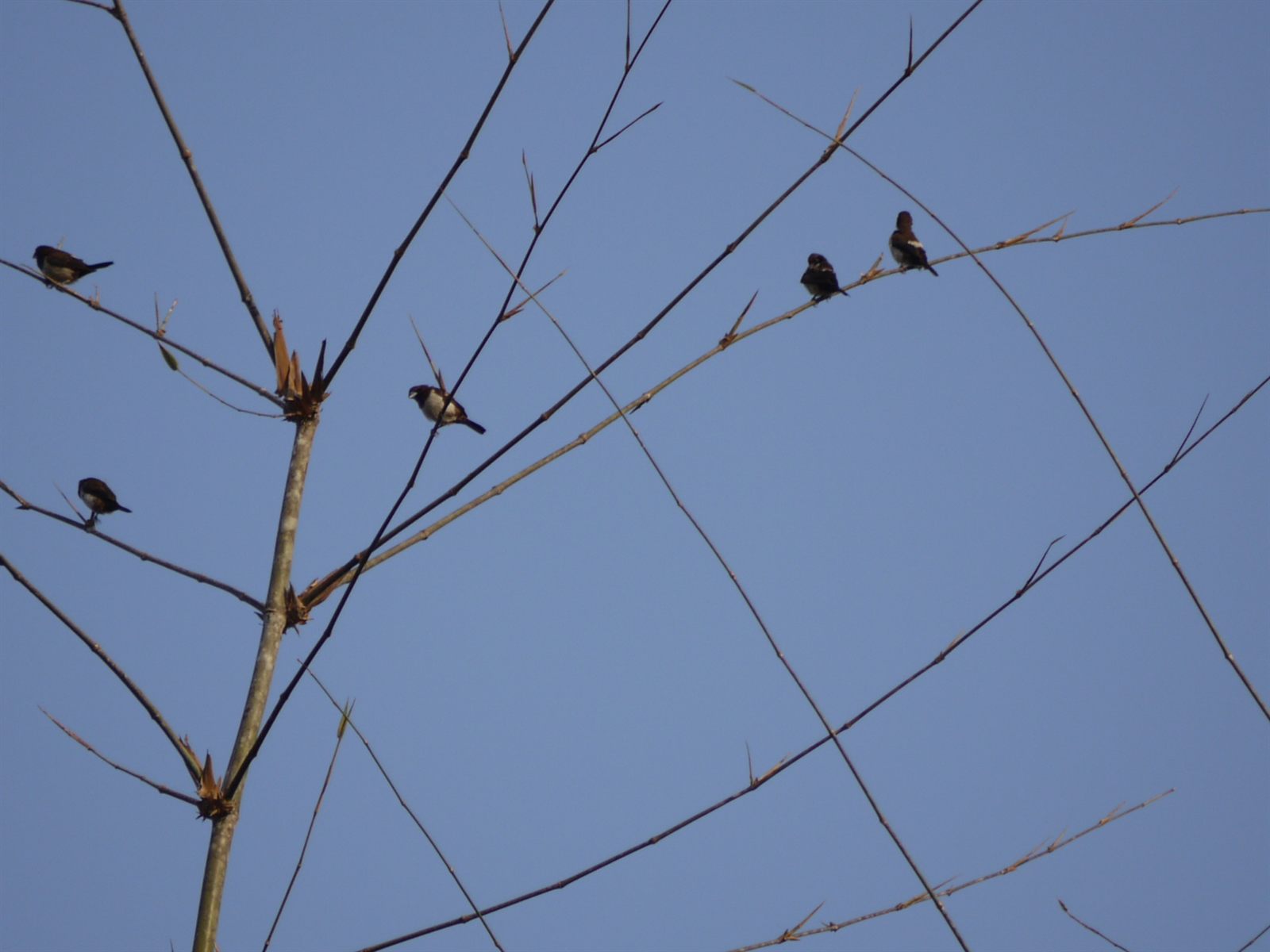 Chestnut Munia