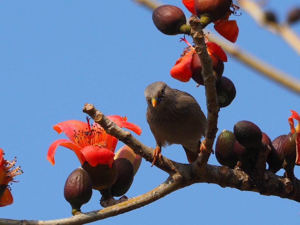 Chestnut-tailed Starling