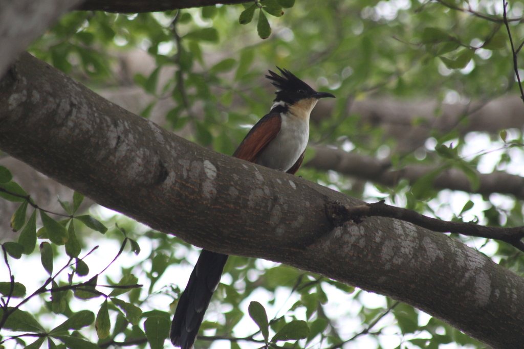 Chestnut-winged Cuckoo