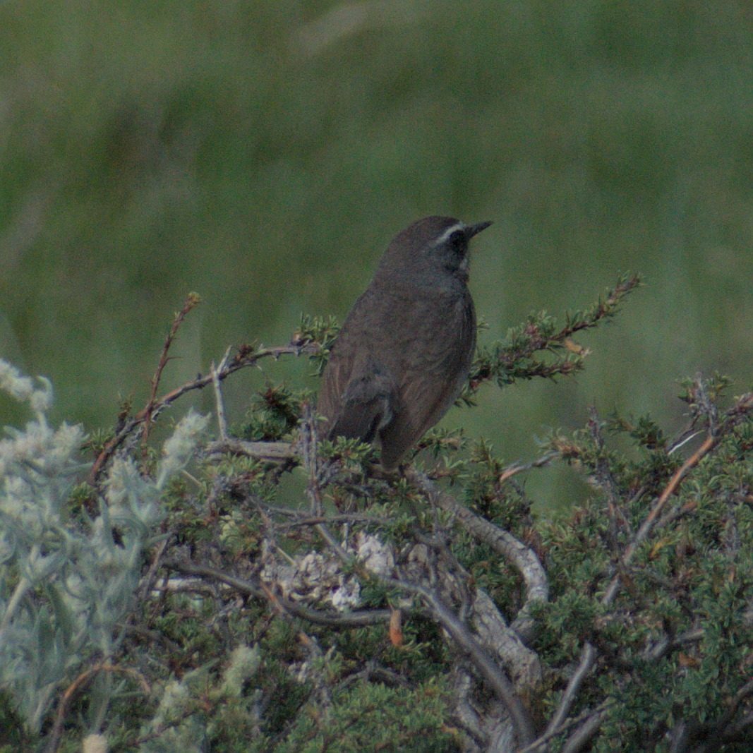 Chinese Rubythroat