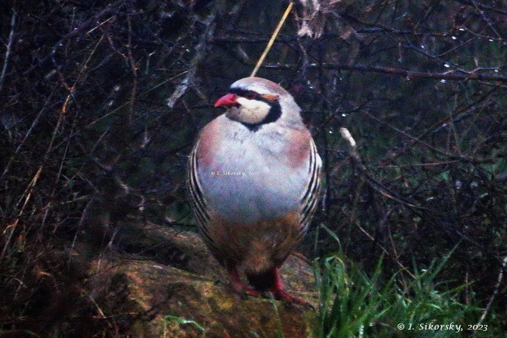 Chukar