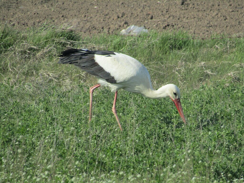 White Stork