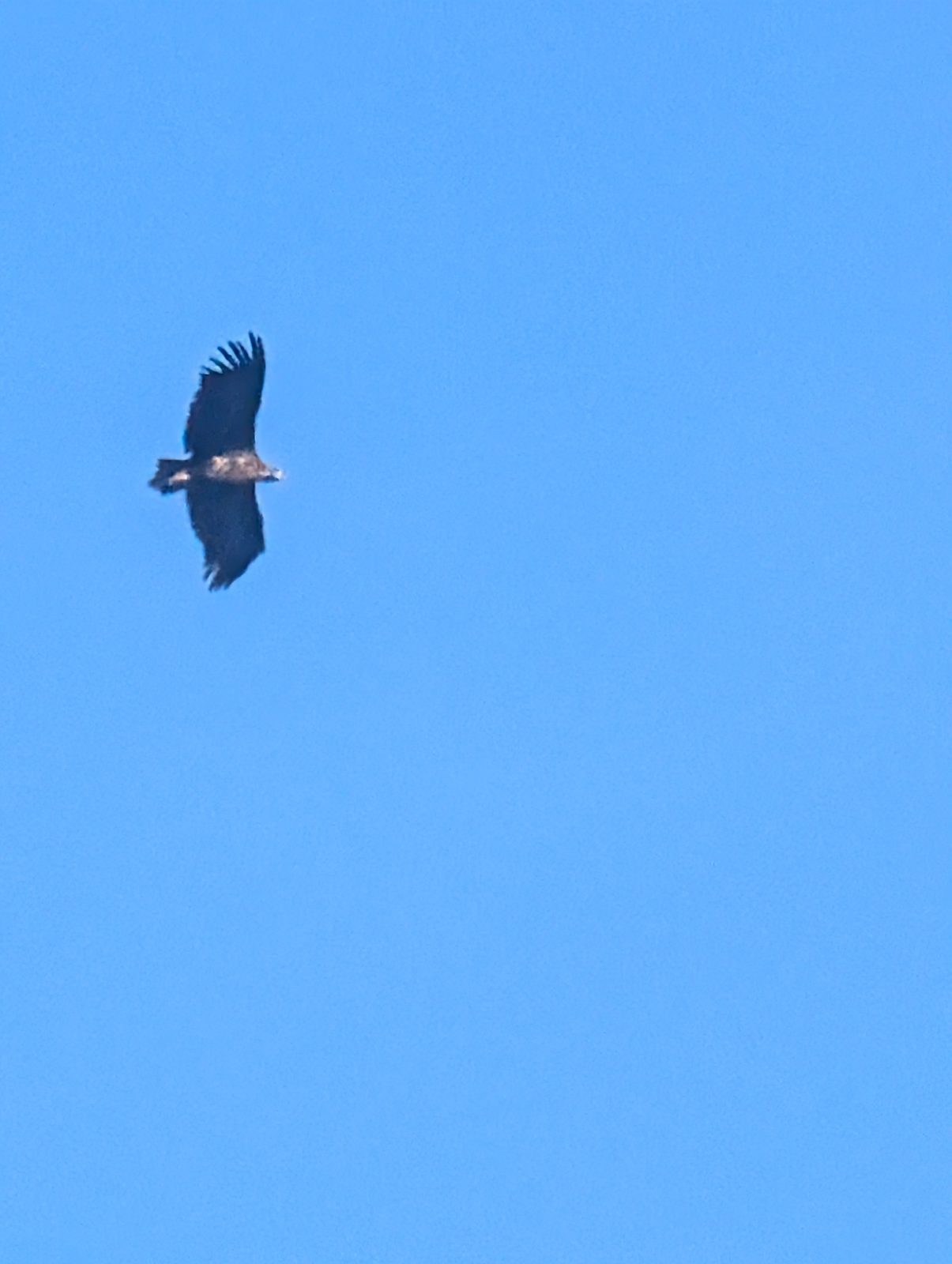 Cinereous Vulture