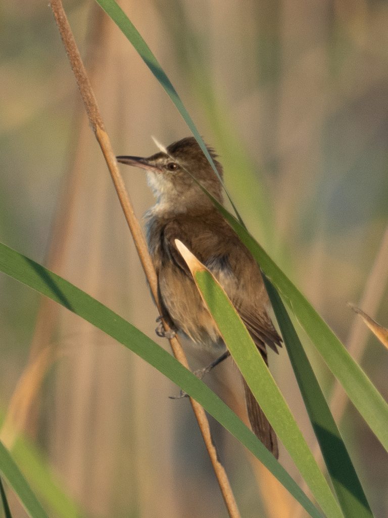 Clamorous Reed Warbler