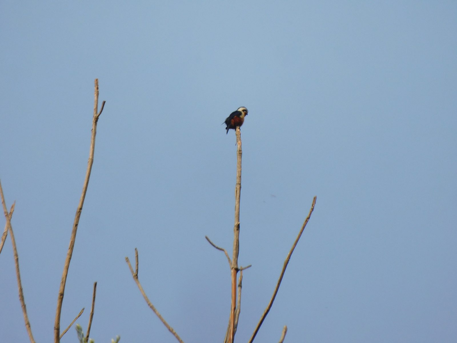 Collared Falconet