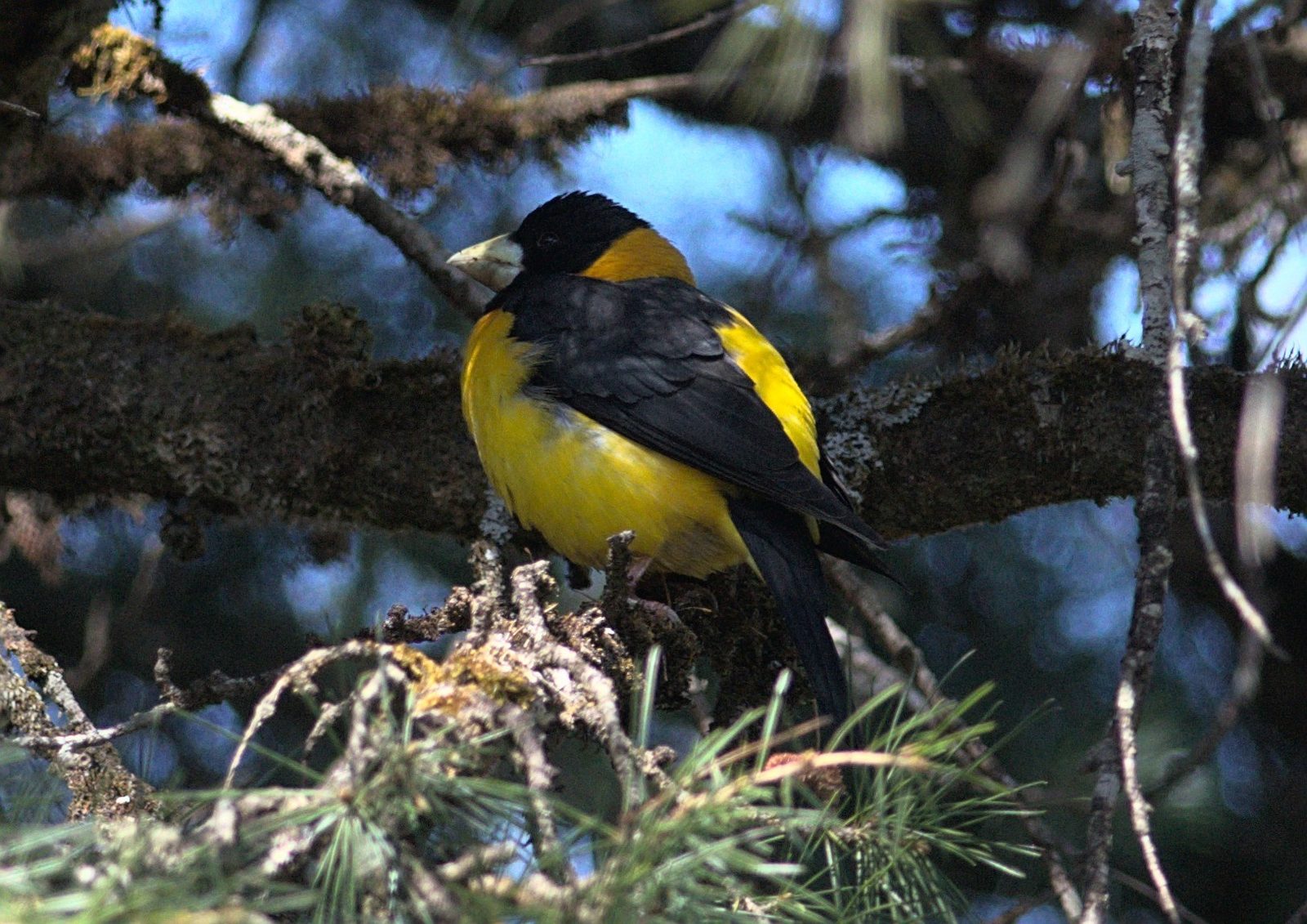 Collared Grosbeak