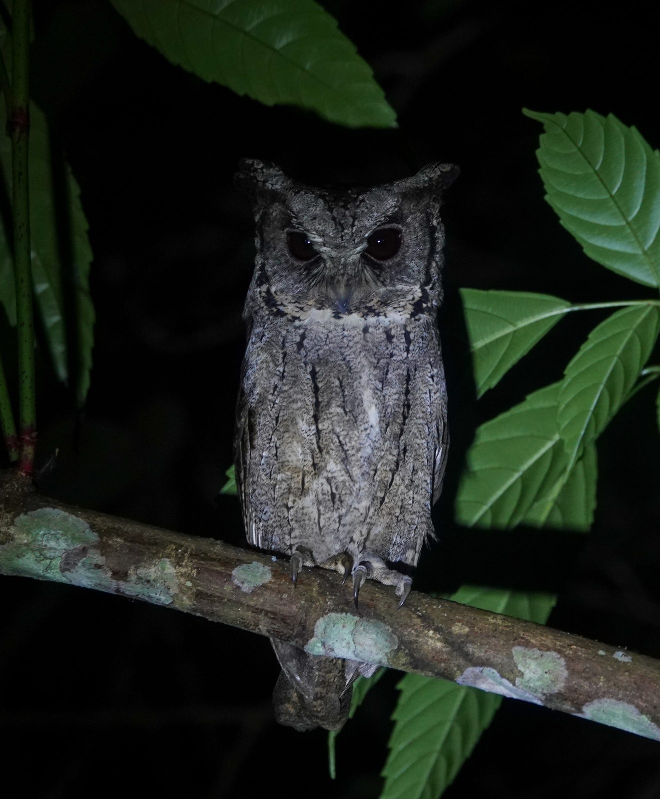 Collared Scops Owl