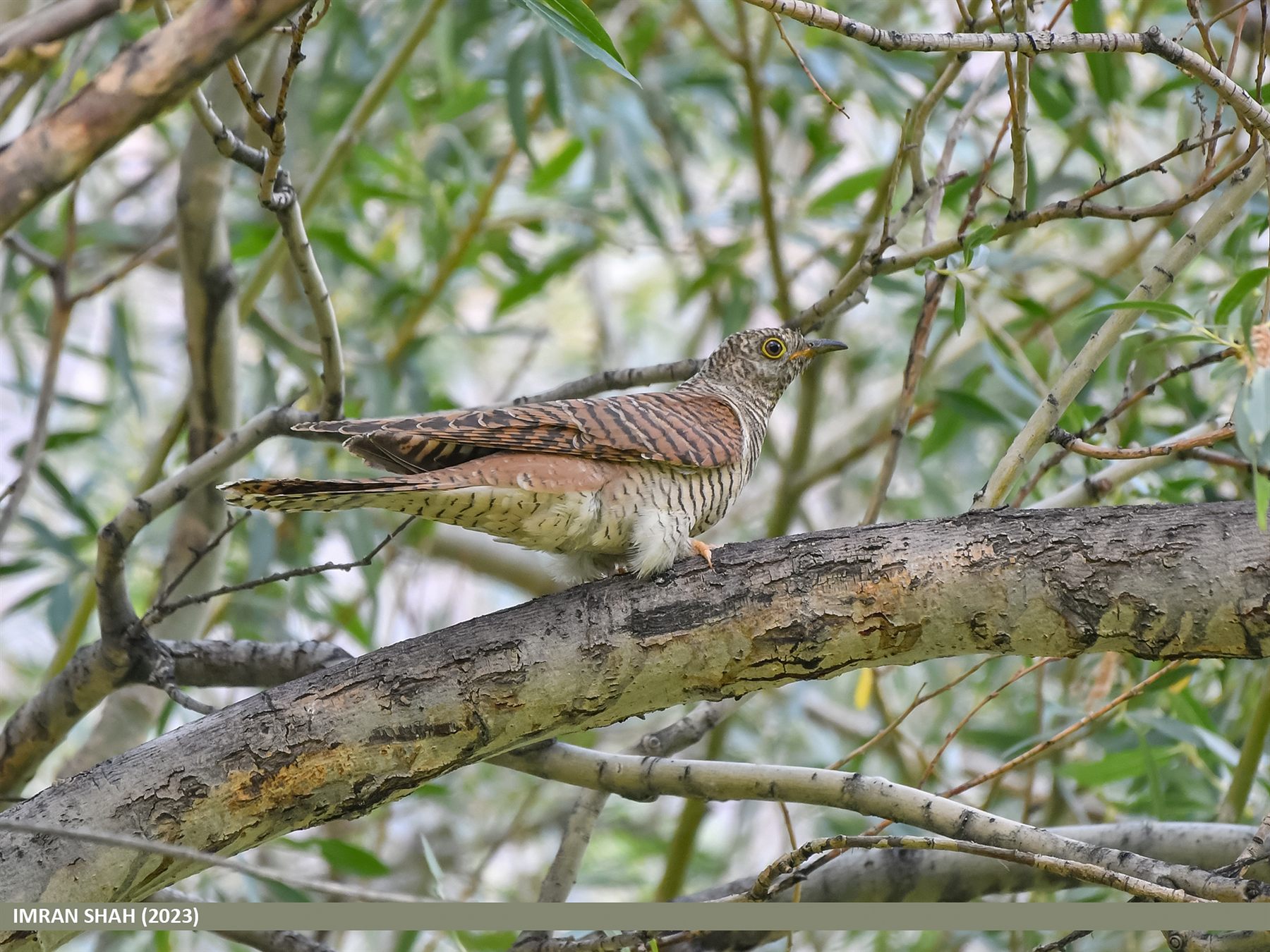 Common Cuckoo