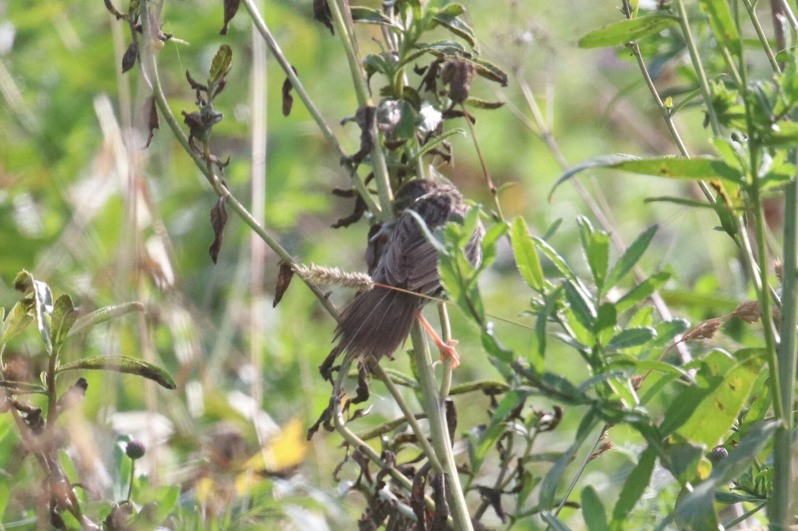 Common Grasshopper Warbler