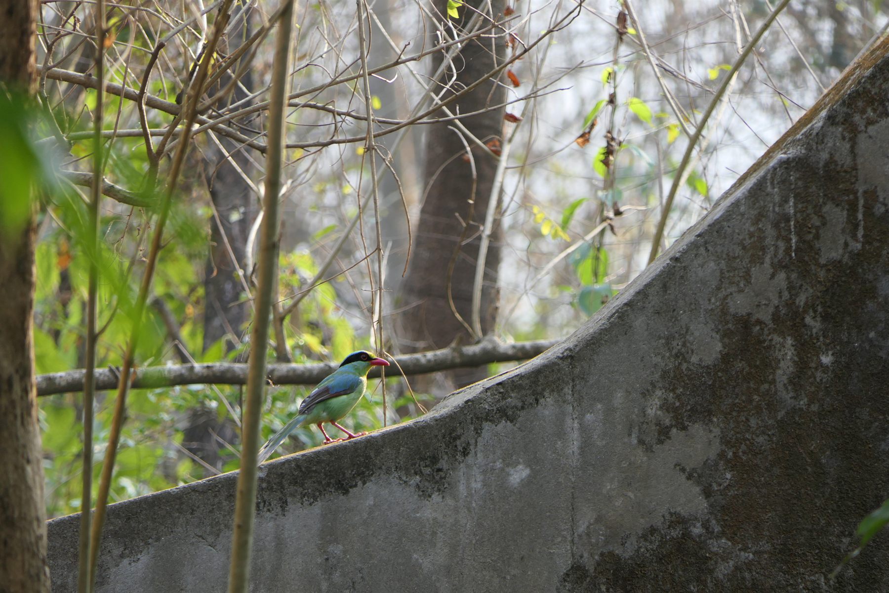Common Green Magpie