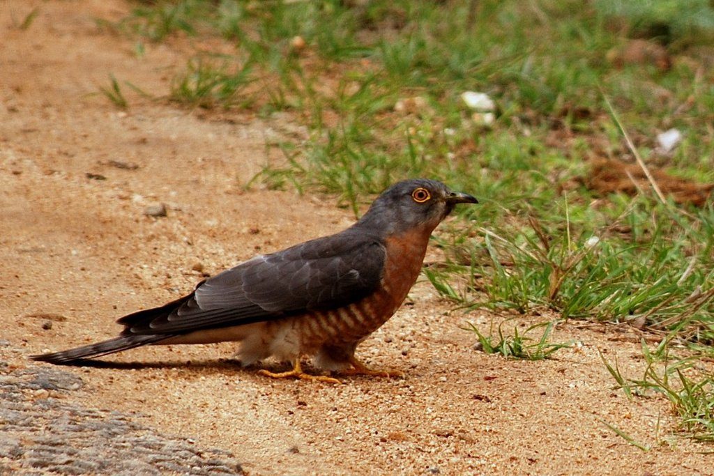 Common Hawk-Cuckoo
