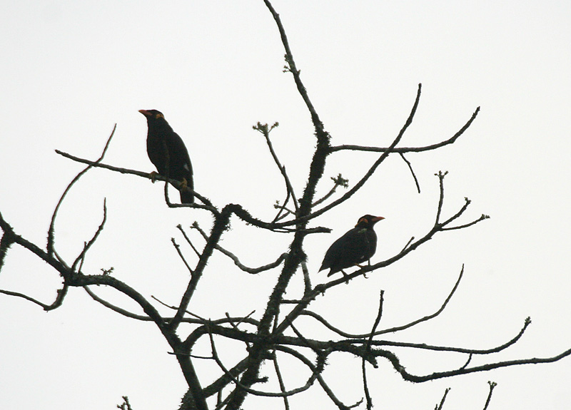 Common Hill Myna