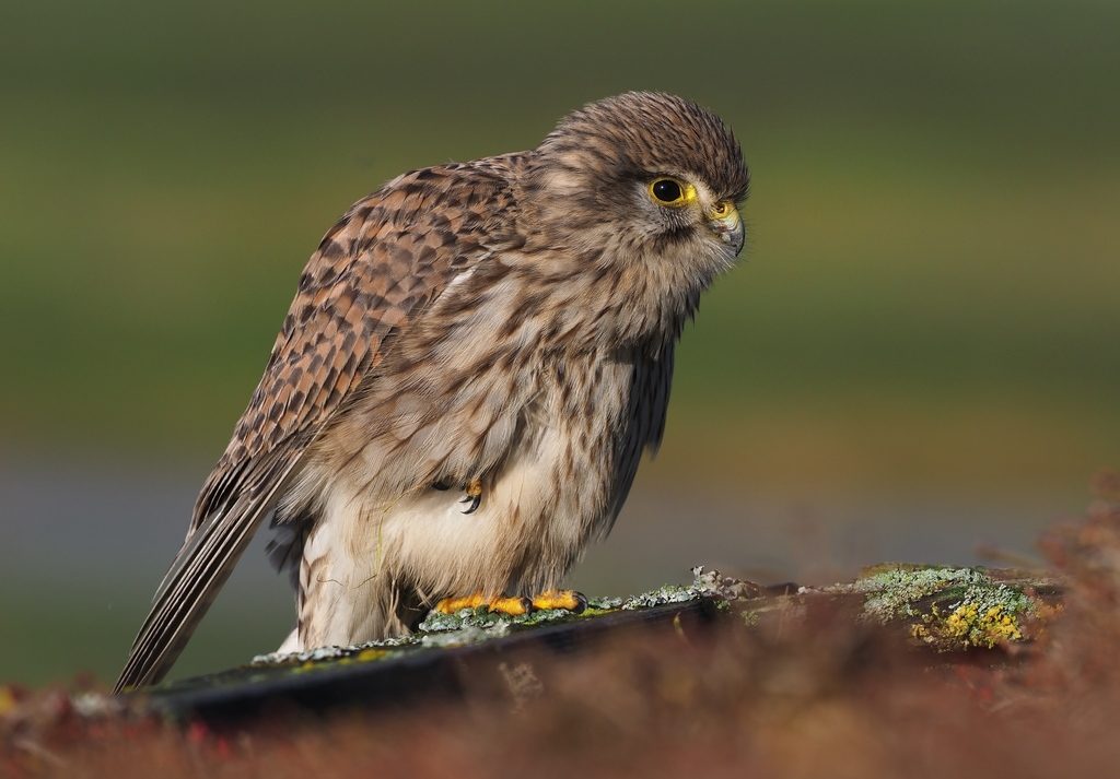 Common Kestrel