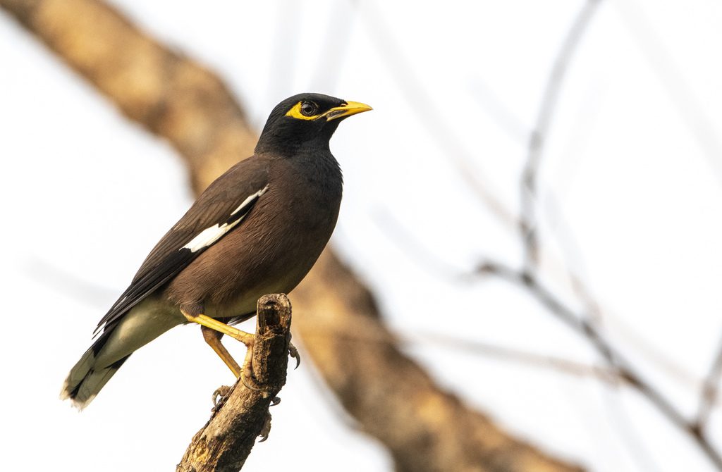 Common Myna