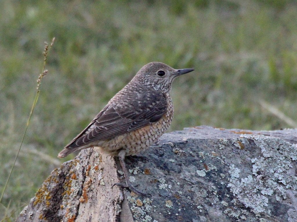 Common Rock Thrush