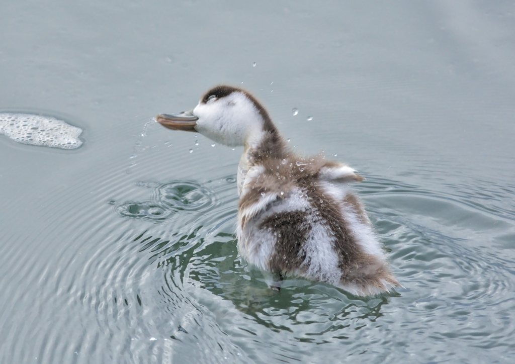 Common Shelduck