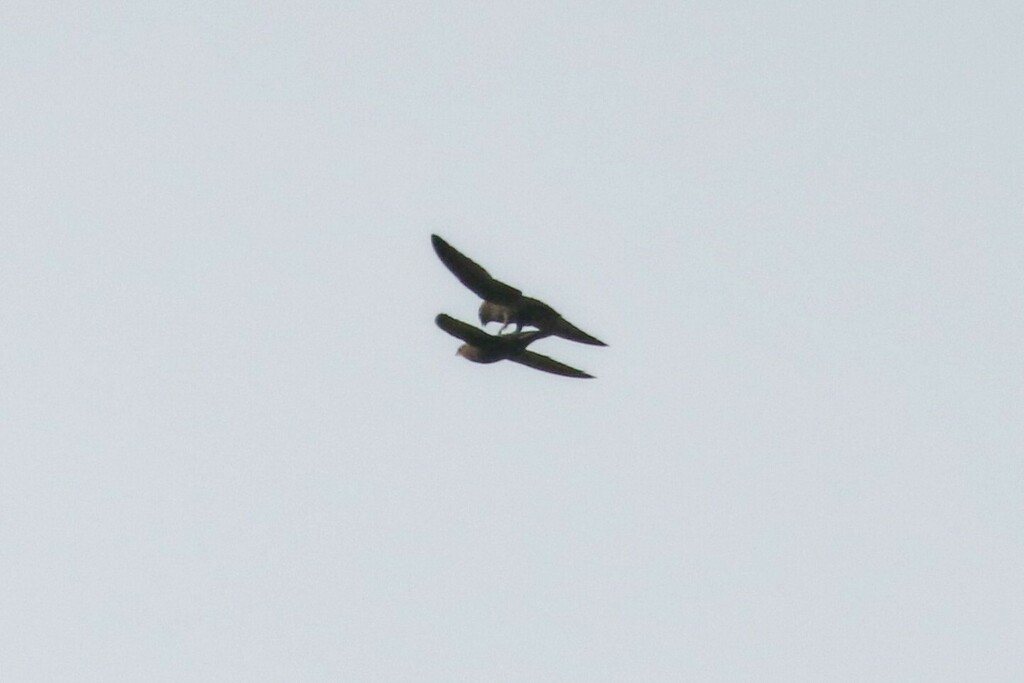 Common Swift