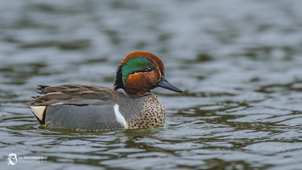 Common Teal