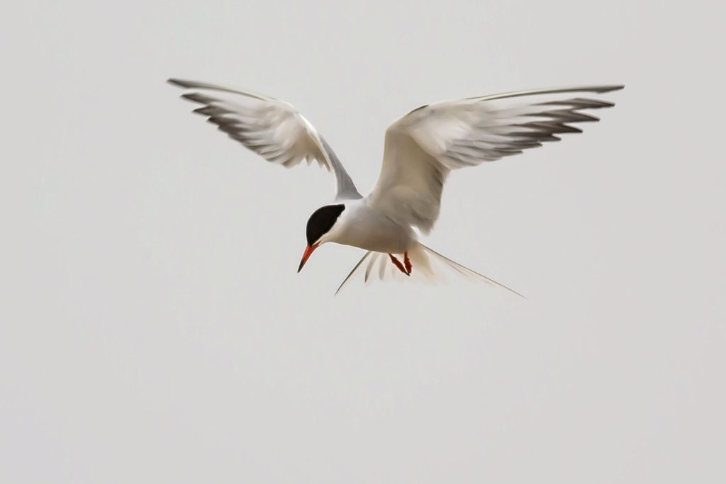 Common Tern