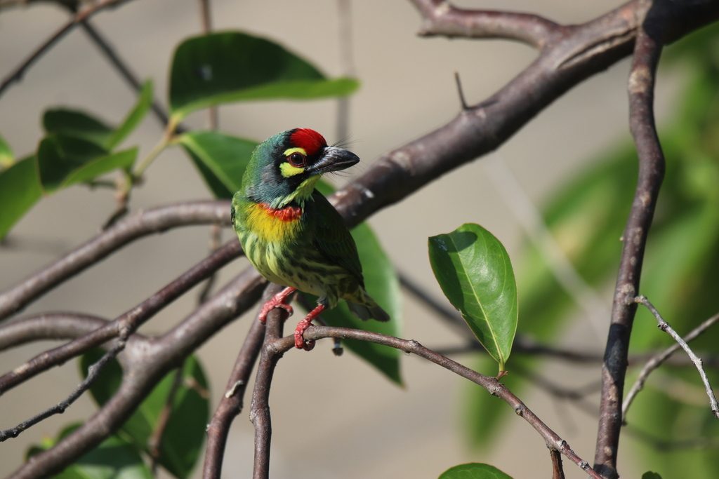 Coppersmith Barbet