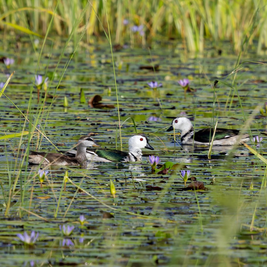 Cotton Pygmy-goose