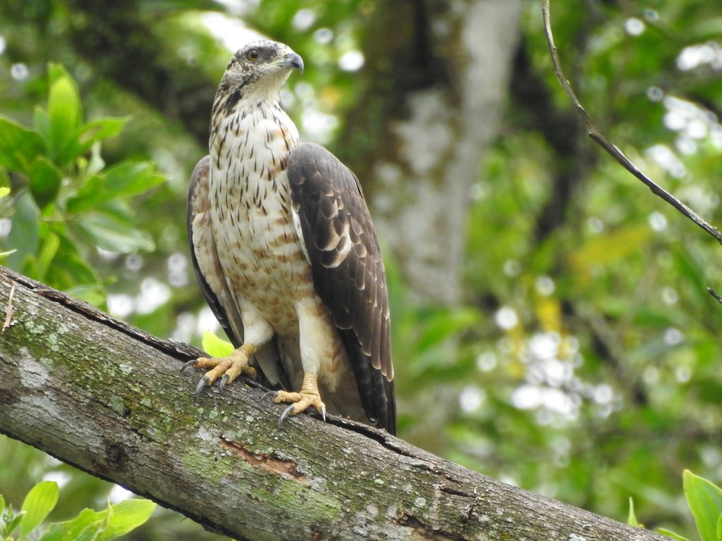 Crested Honey Buzzard