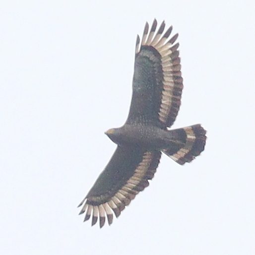 Crested Serpent Eagle