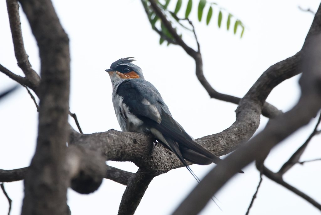 Crested Treeswift