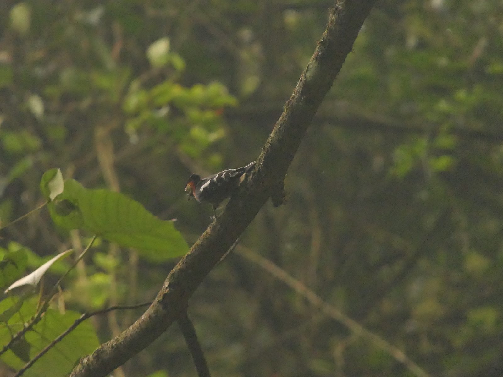 Crimson-naped Woodpecker