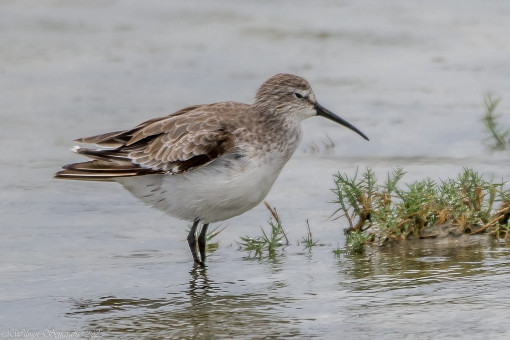 Curlew Sandpiper