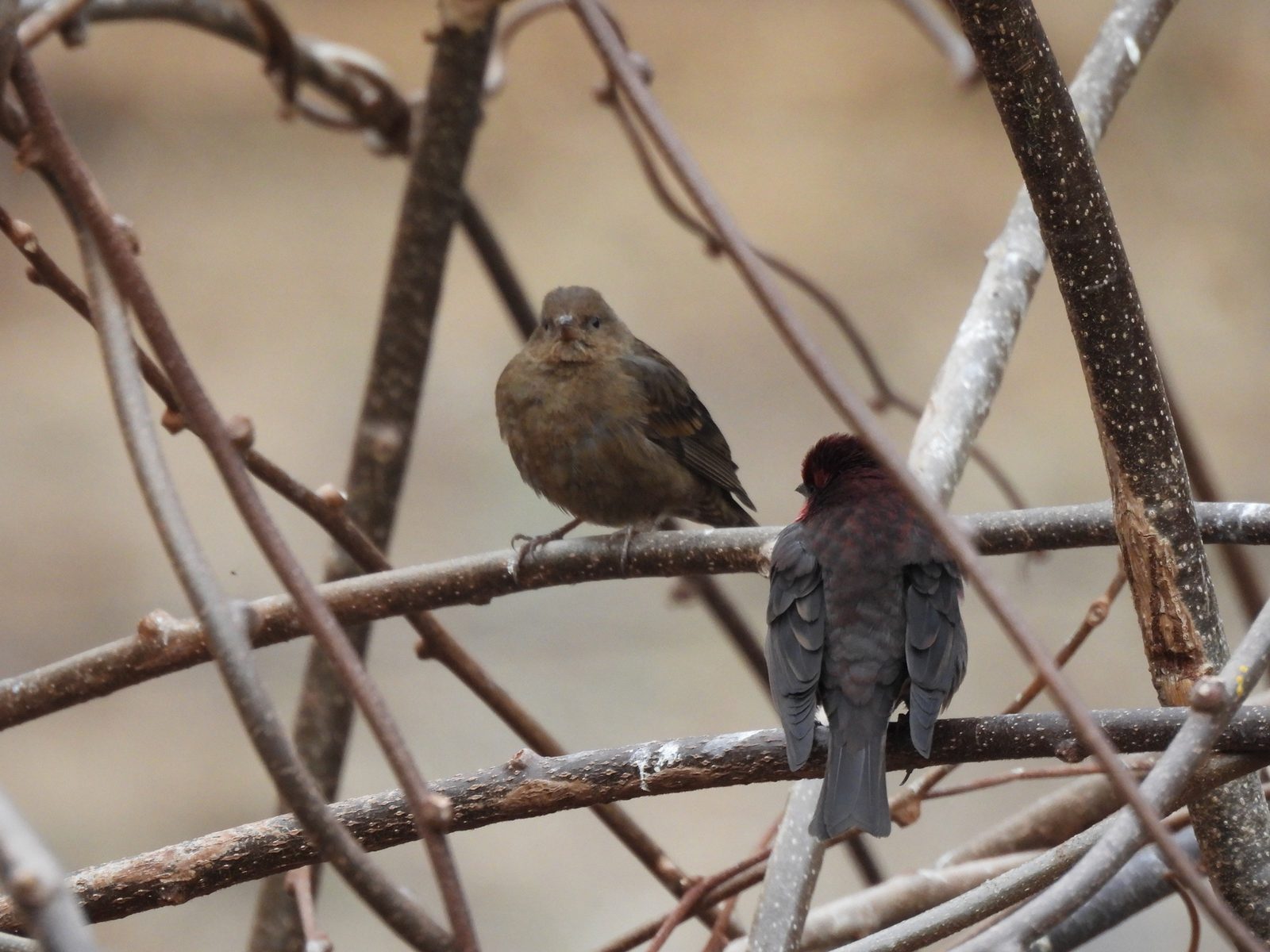 Dark-breasted Rosefinch