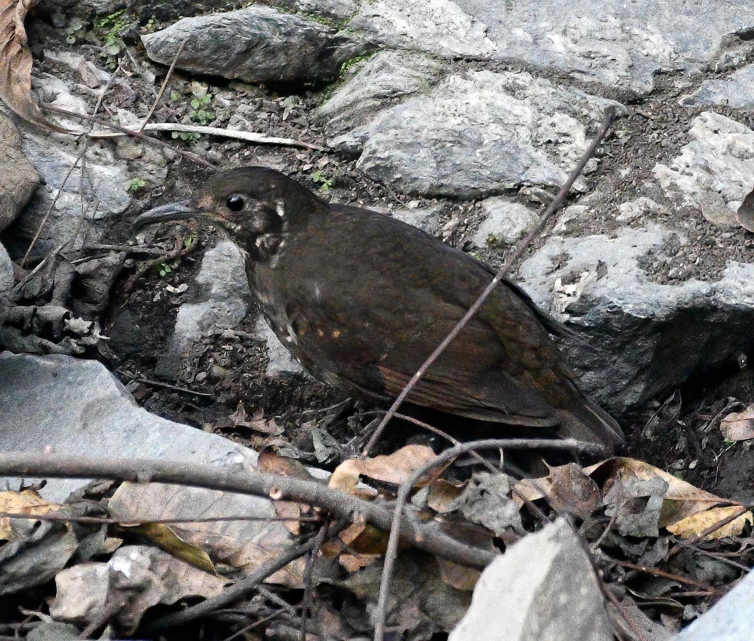 Dark-sided Thrush