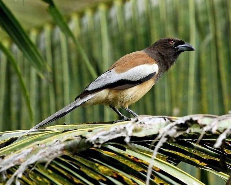 Rufous Treepie