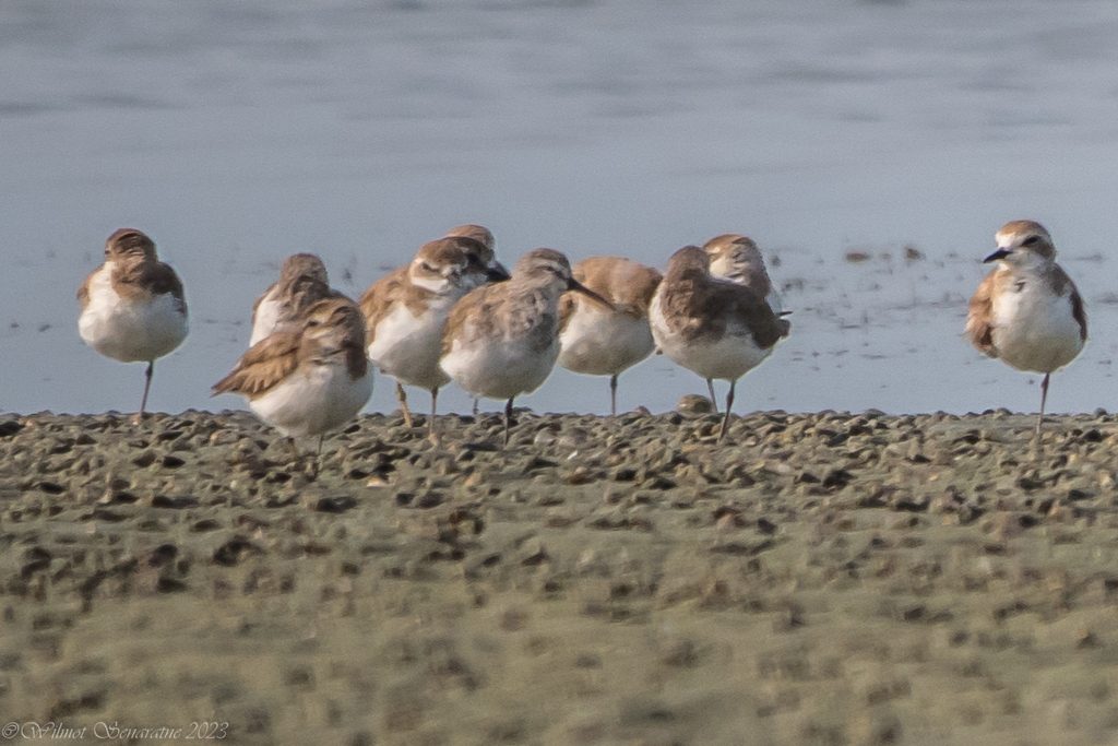 Dunlin
