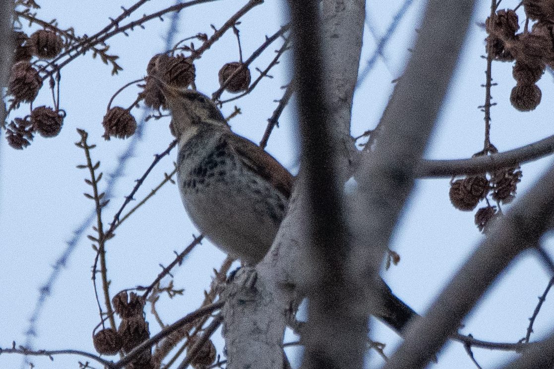 Dusky Thrush