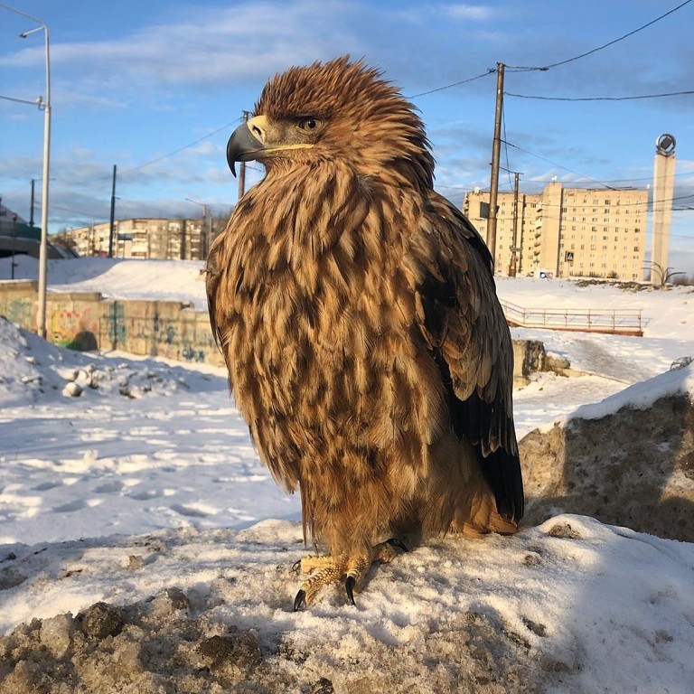 Eastern Imperial Eagle
