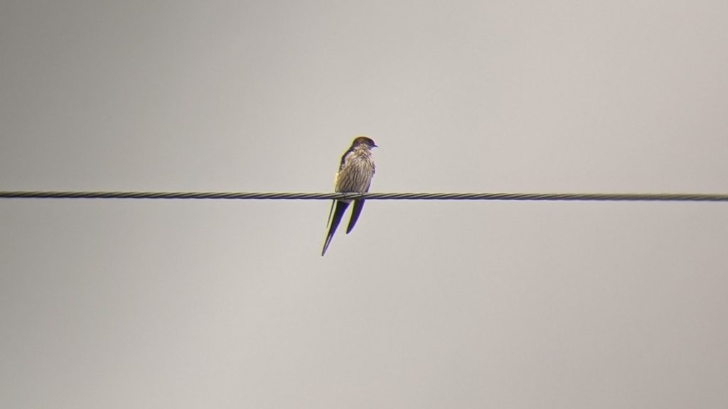 Eastern Red-rumped Swallow