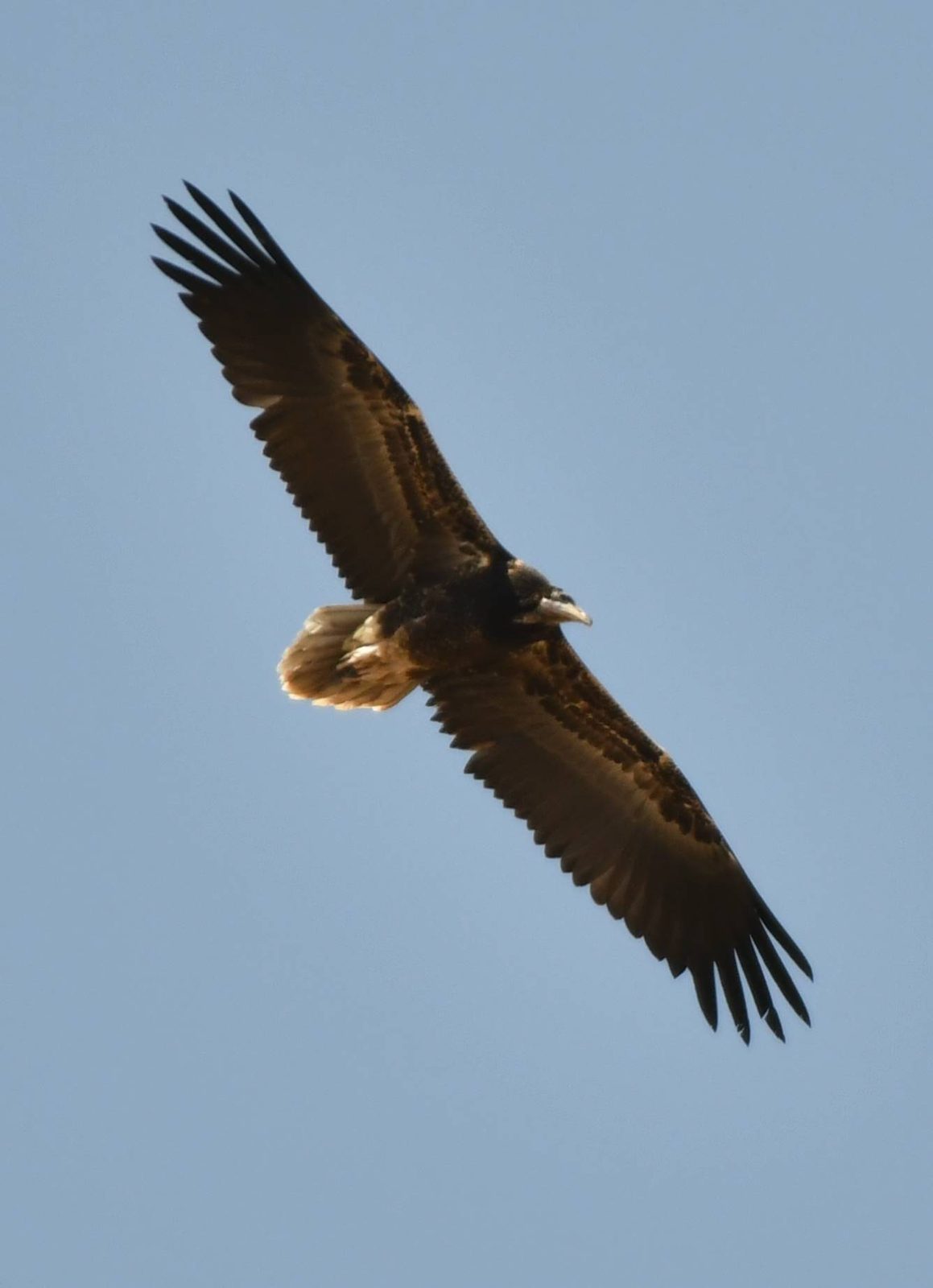 Egyptian Vulture